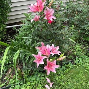 Meet your Posher, Ssoraya